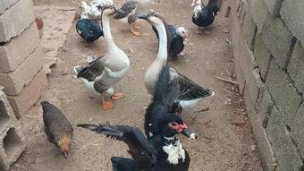 大鹅爆料事件视频大全  第1张